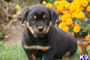 Tanner - Rottweiler Male